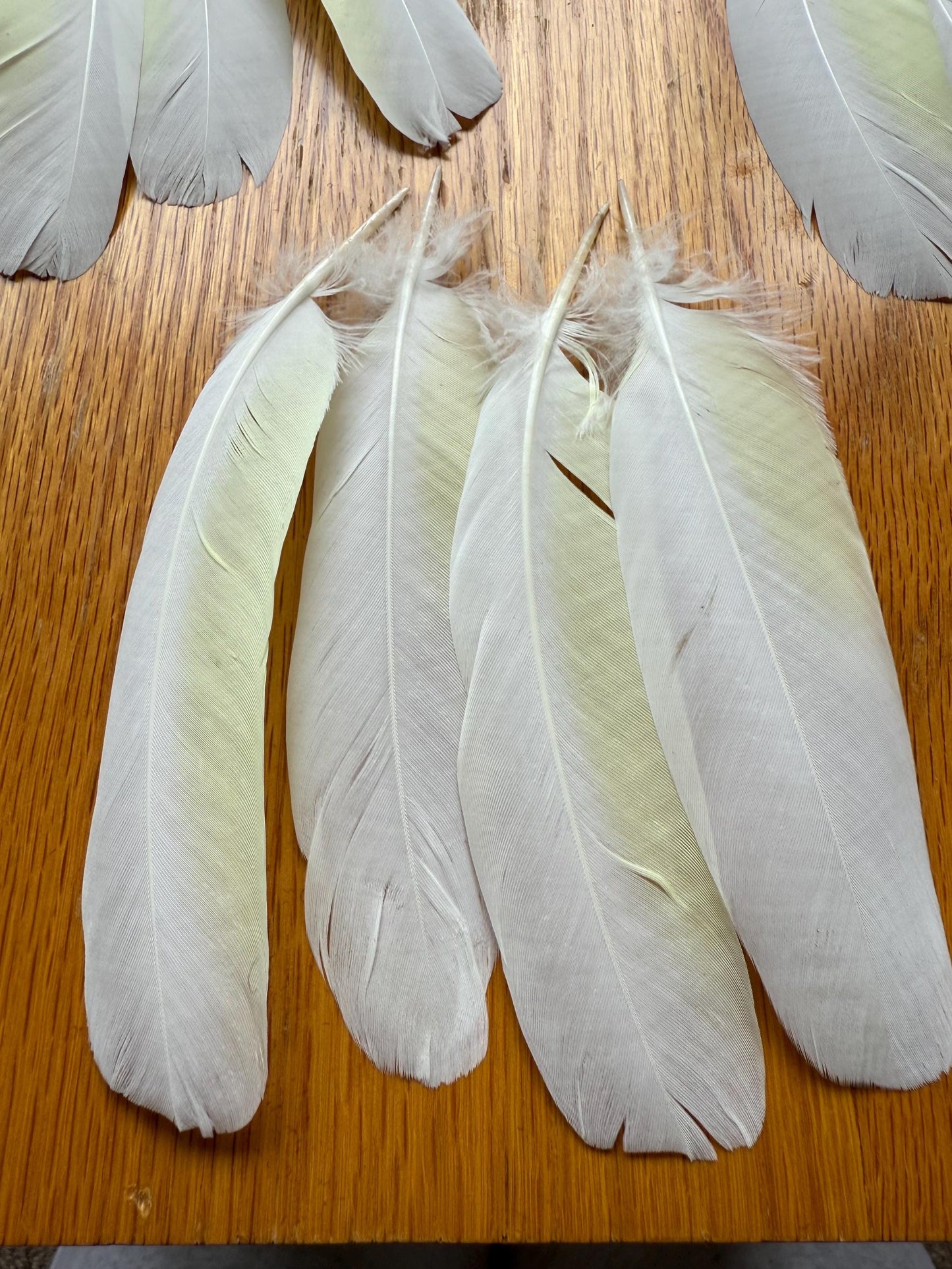 White Cockatoo Feathers