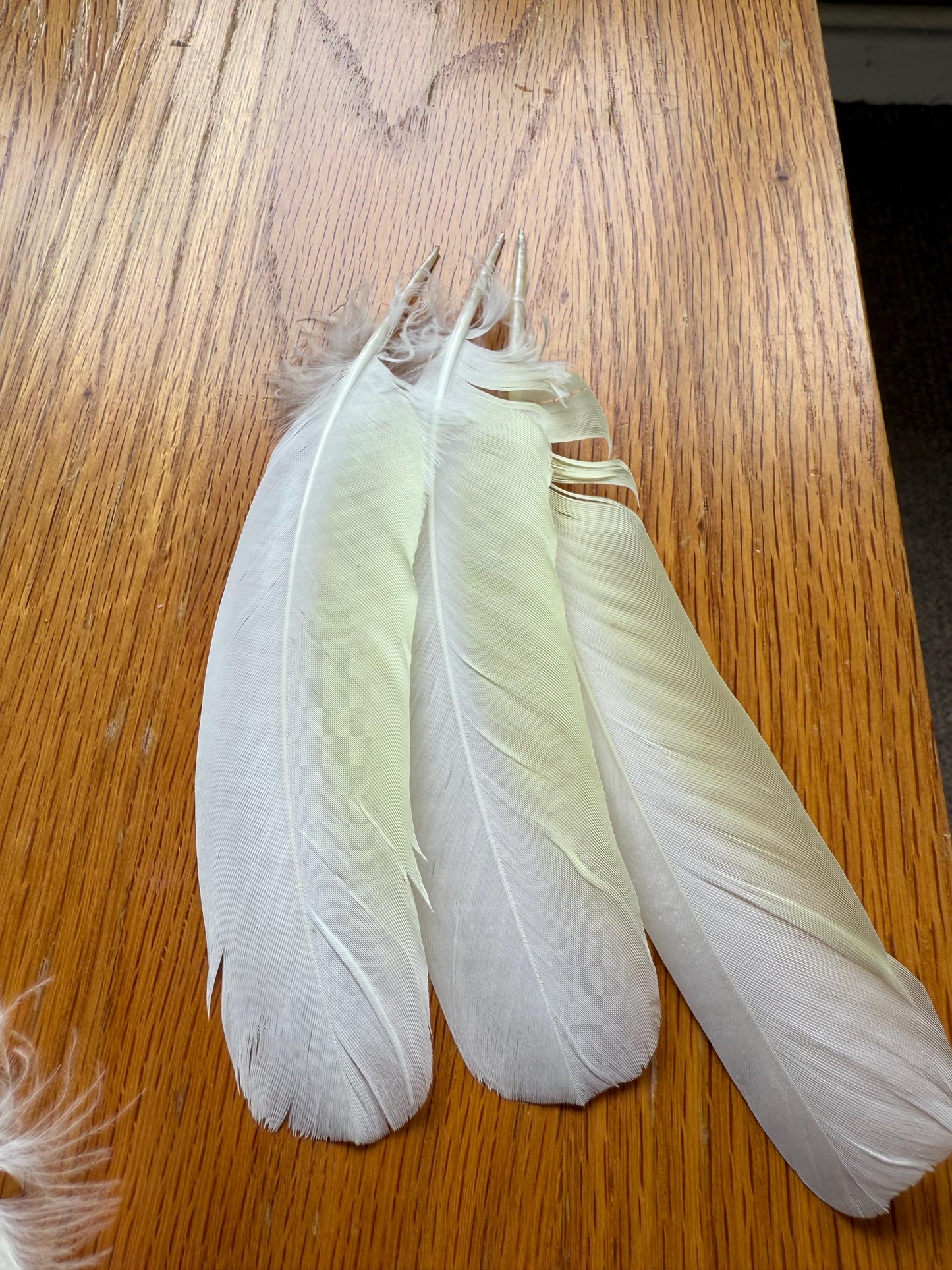White Cockatoo Feathers