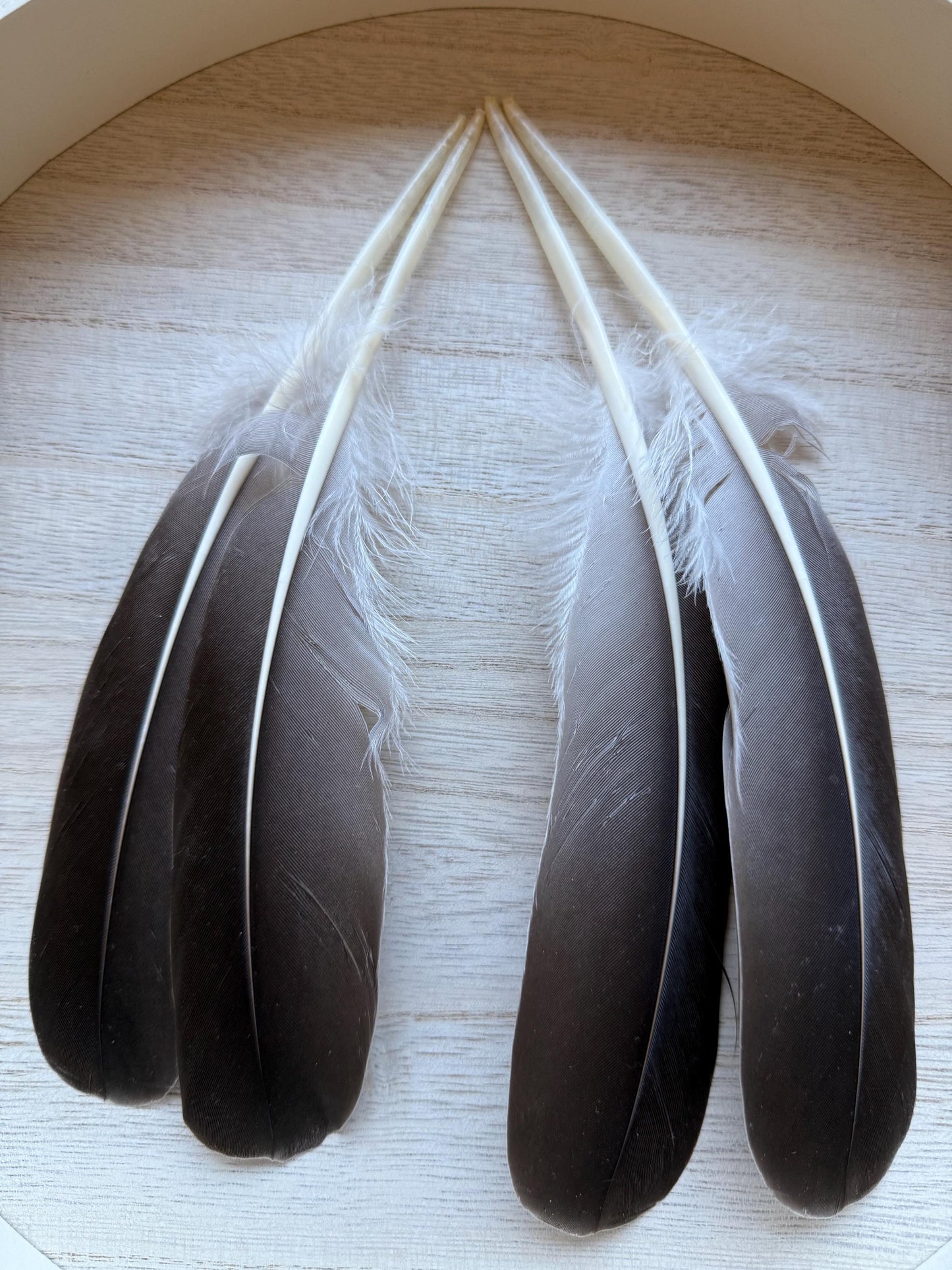Naturally Sourced Goose Feathers