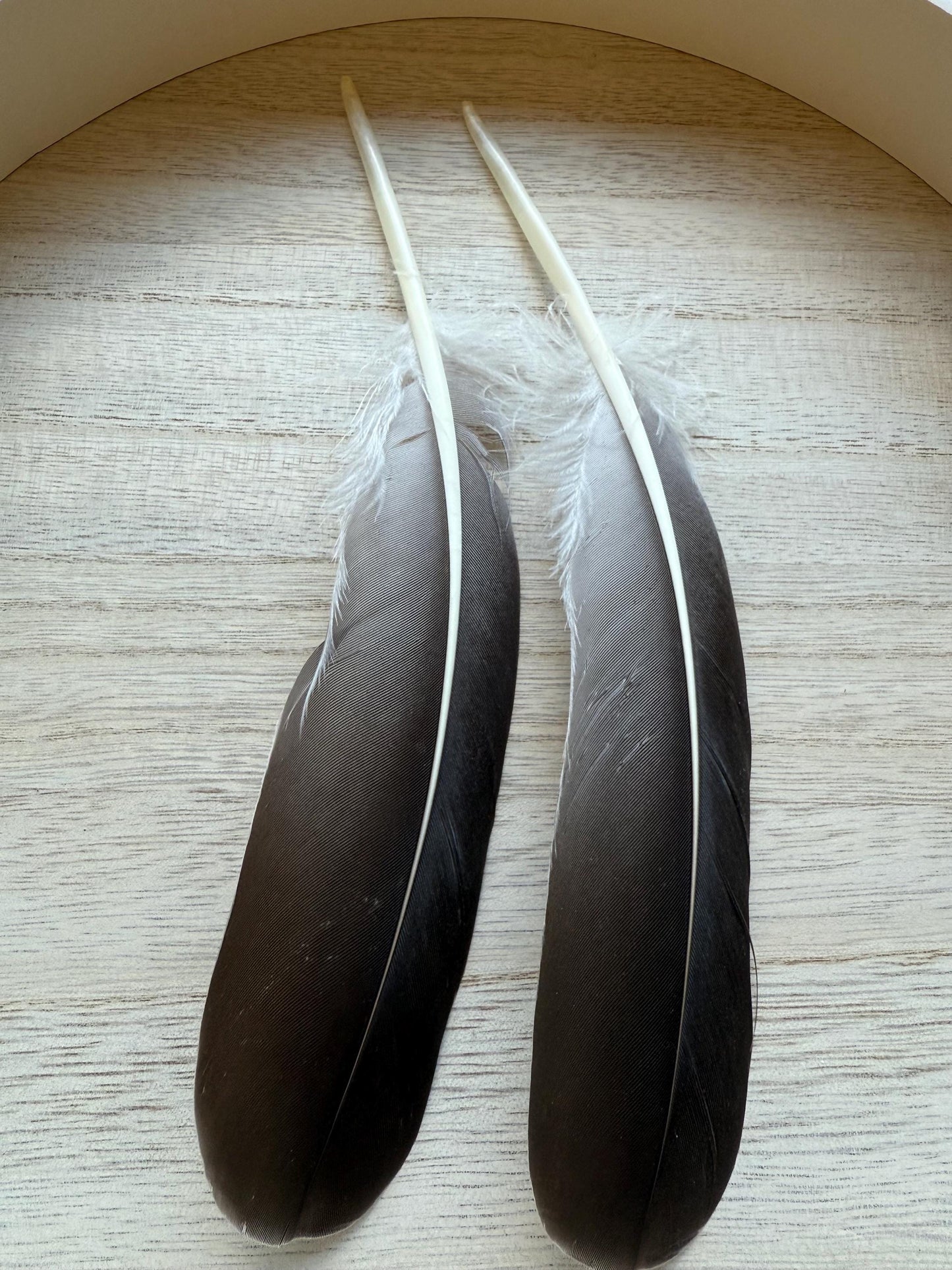 Naturally Sourced Goose Feathers