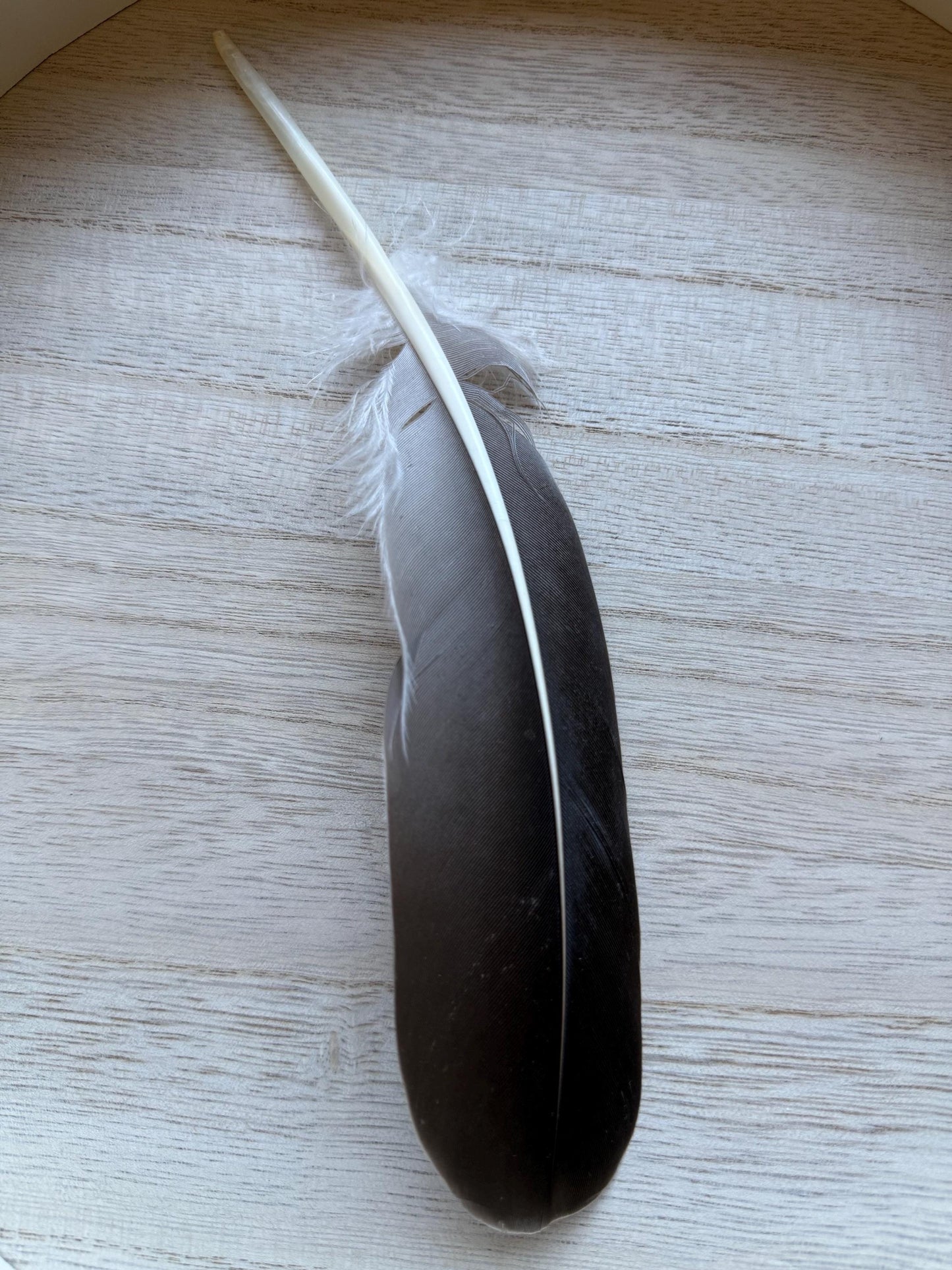 Naturally Sourced Goose Feathers