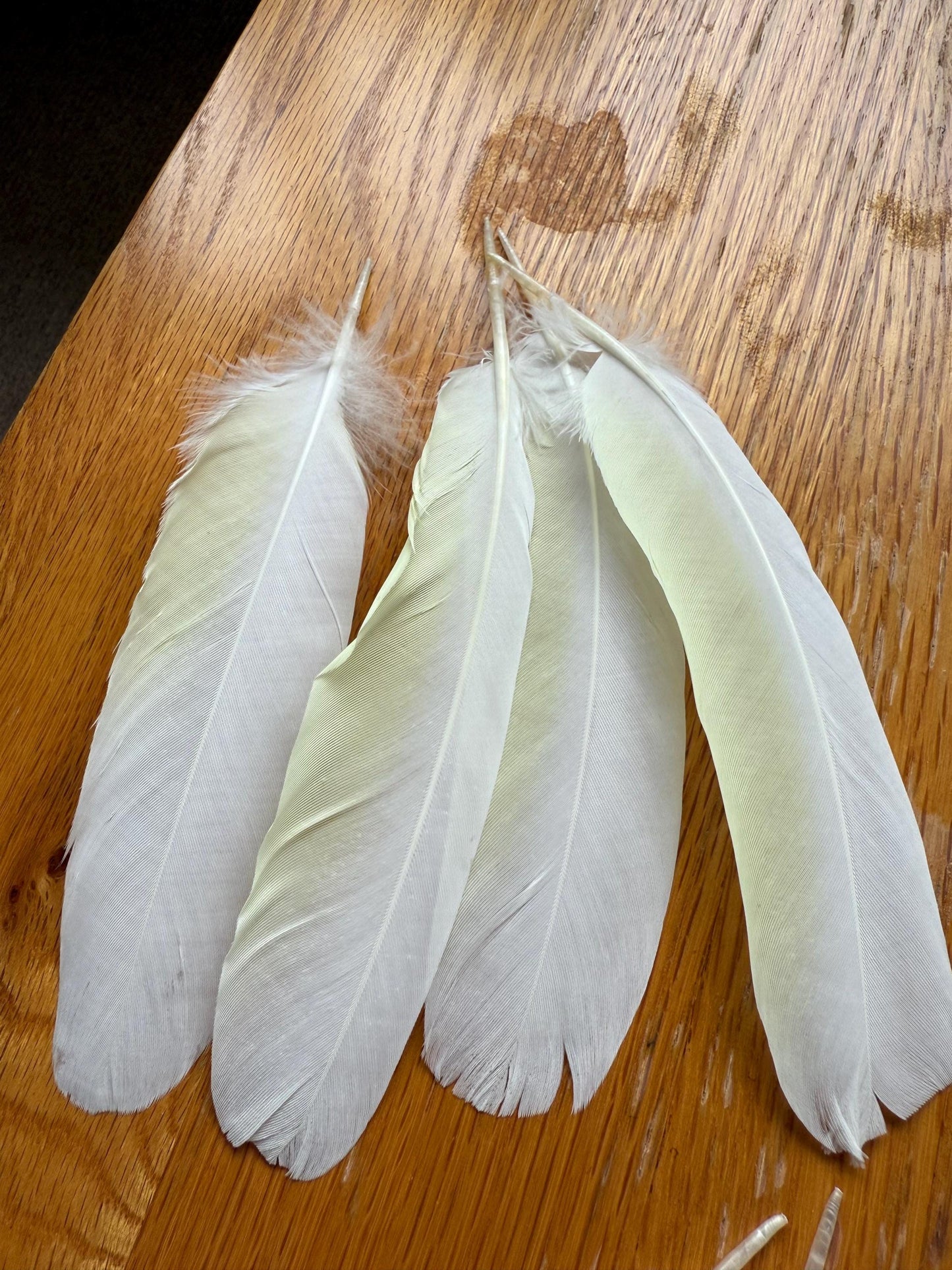 White Cockatoo Feathers