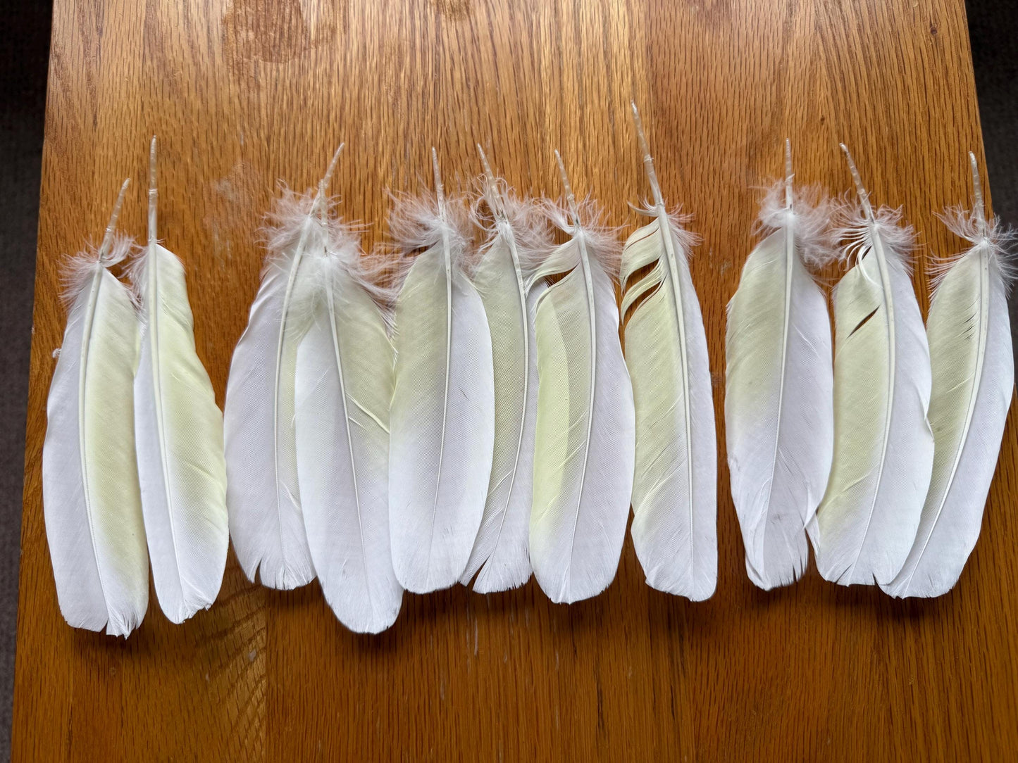 White Cockatoo Feathers