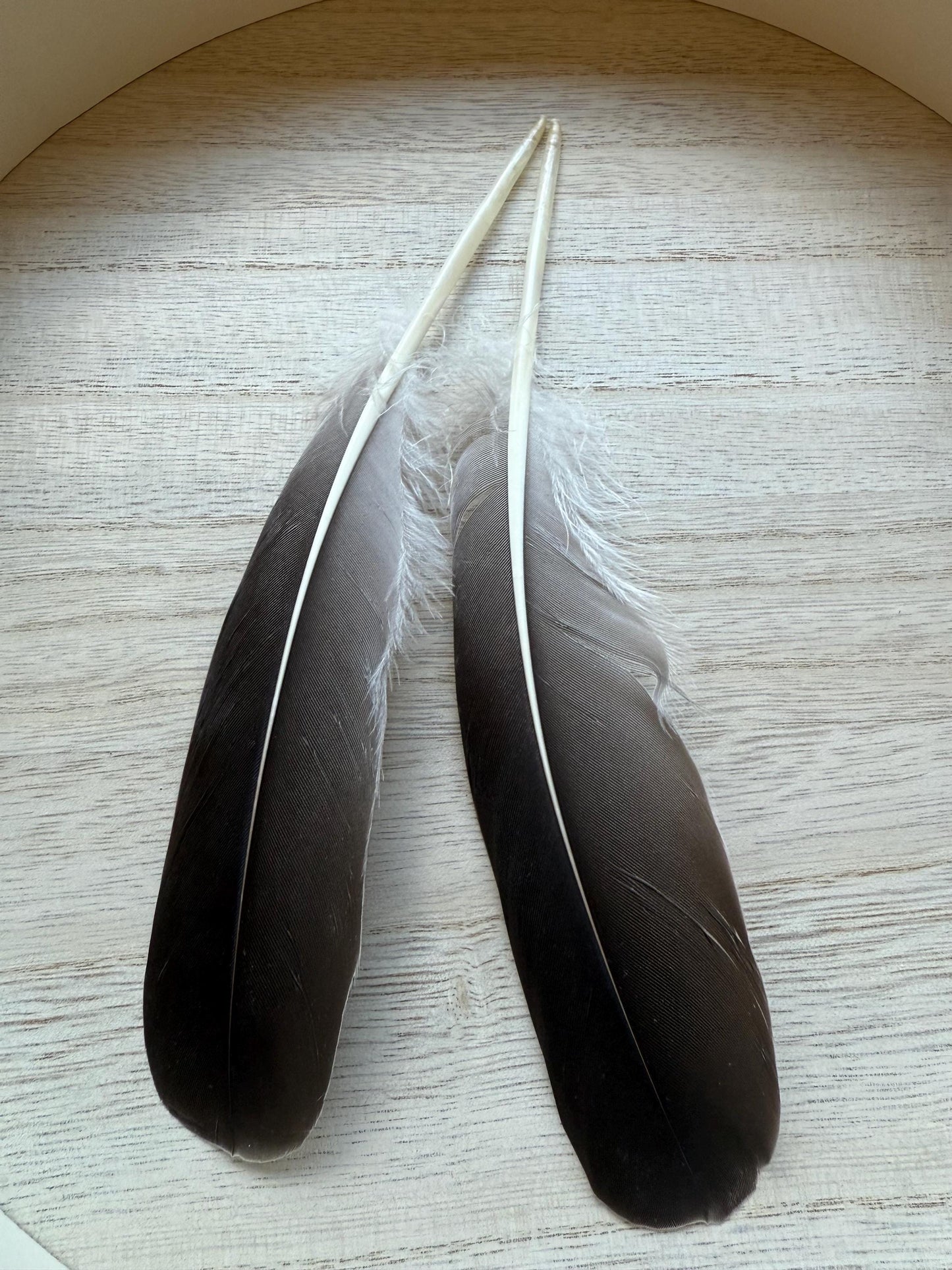 Naturally Sourced Goose Feathers