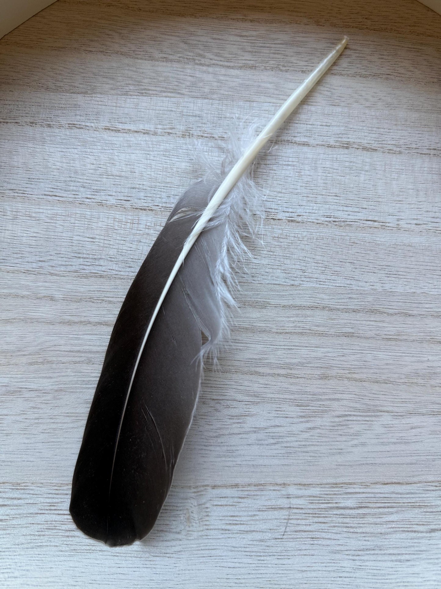 Naturally Sourced Goose Feathers