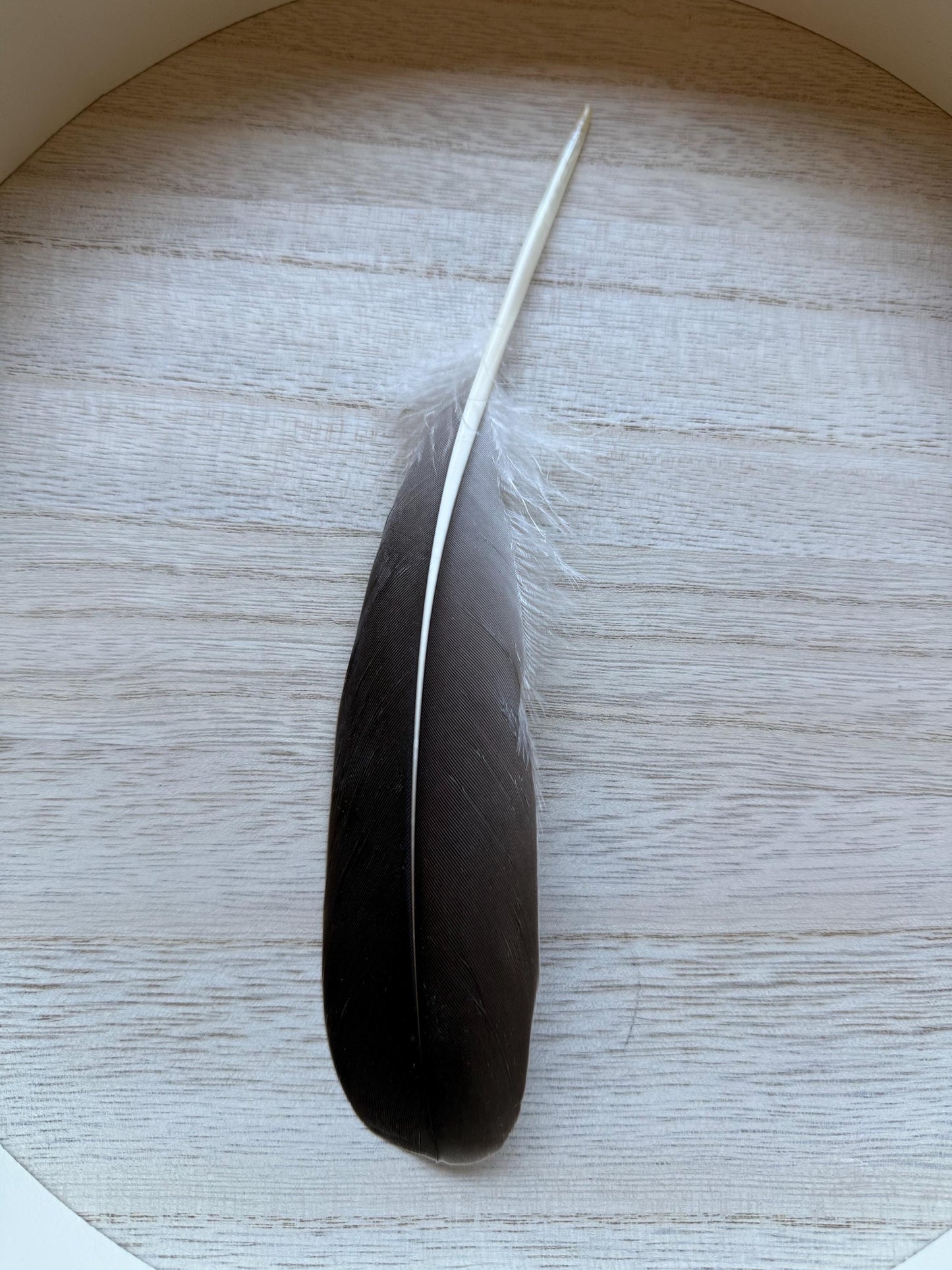 Naturally Sourced Goose Feathers