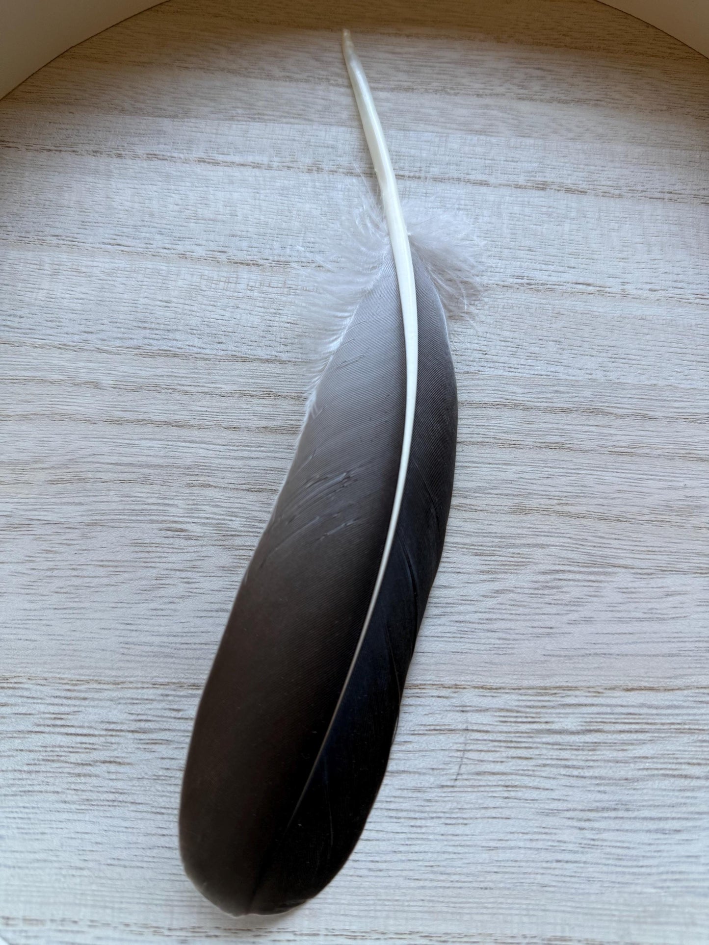 Naturally Sourced Goose Feathers