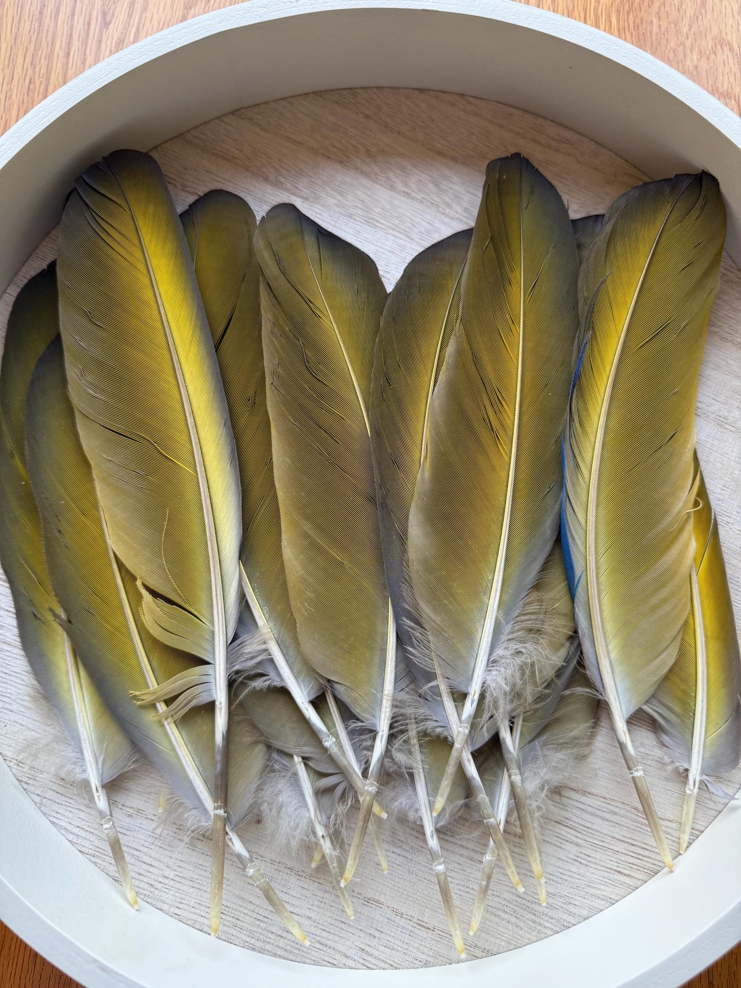 Naturally Sourced Macaw Feathers