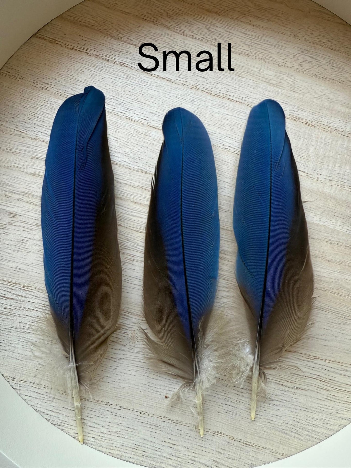 Naturally Sourced Macaw Feathers