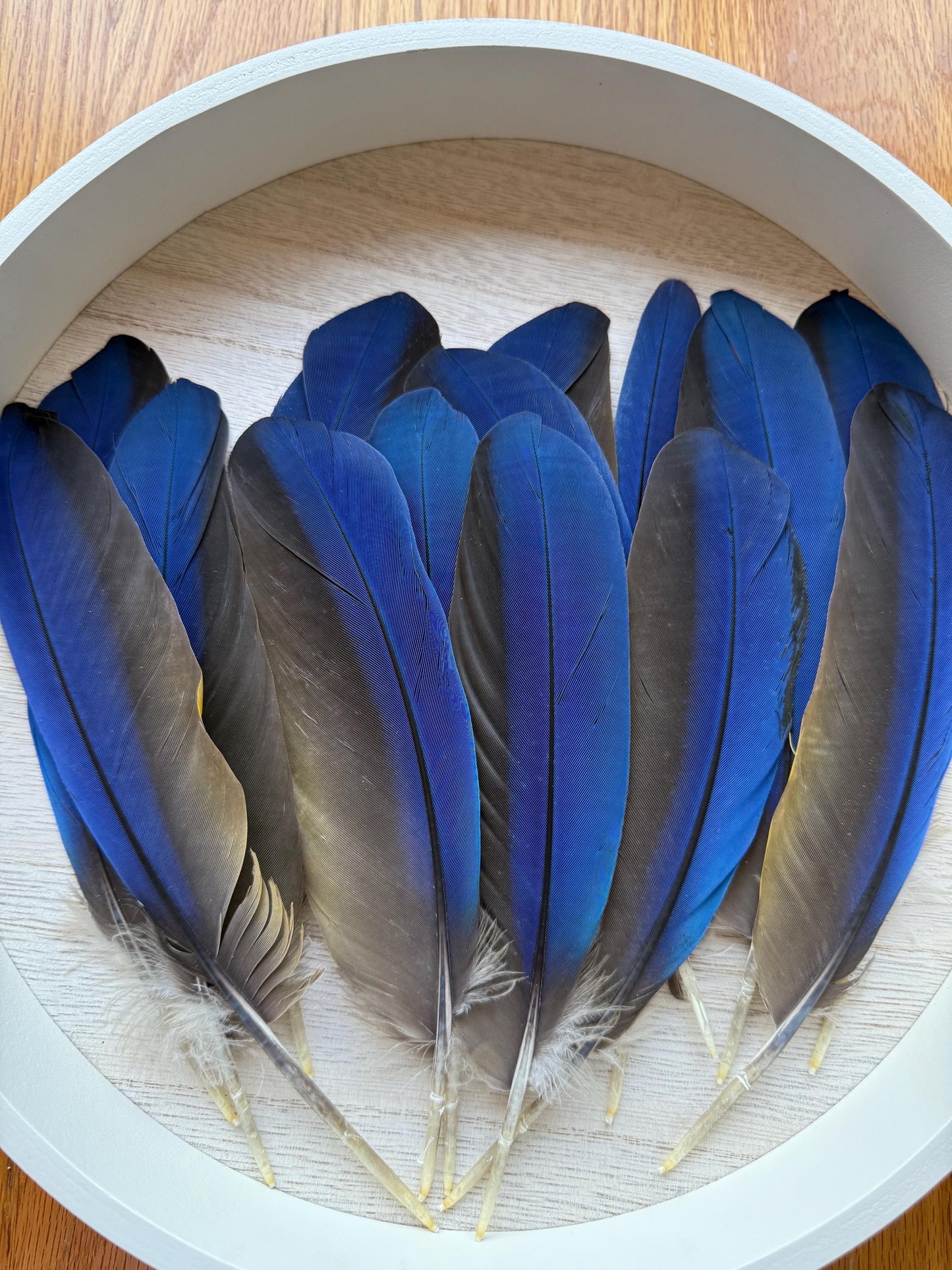 Naturally Sourced Macaw Feathers