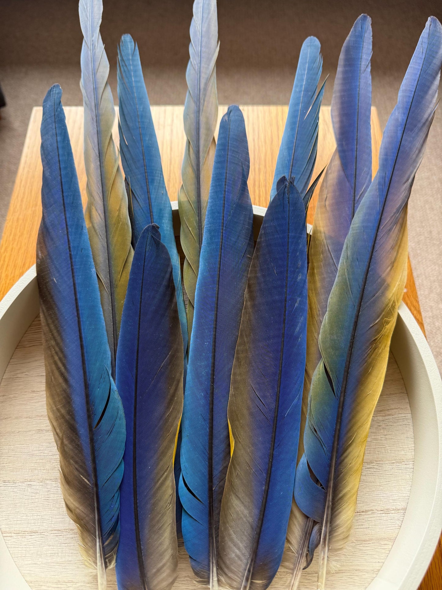 Catalina Macaw Tail Feathers