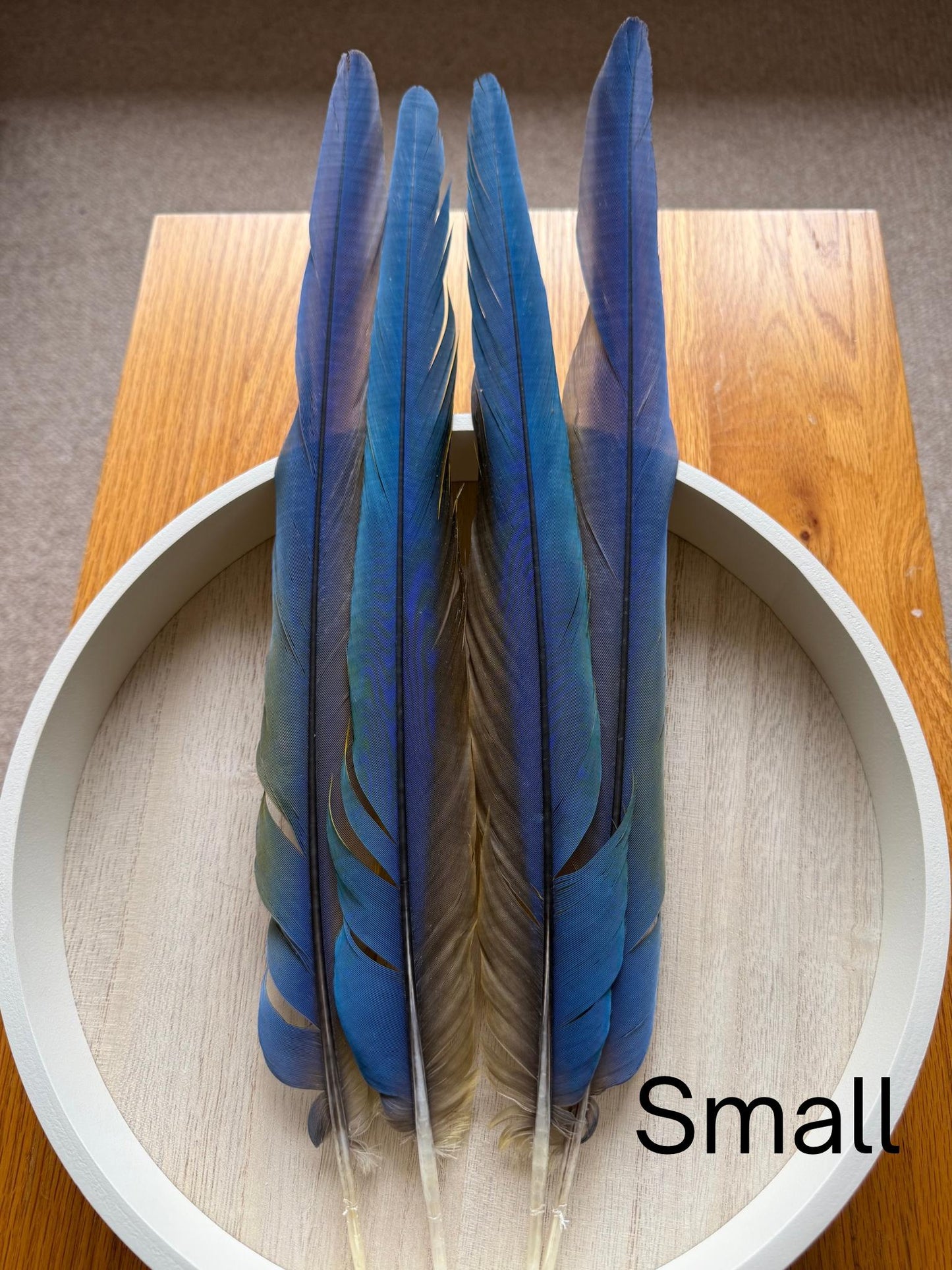 Catalina Macaw Tail Feathers