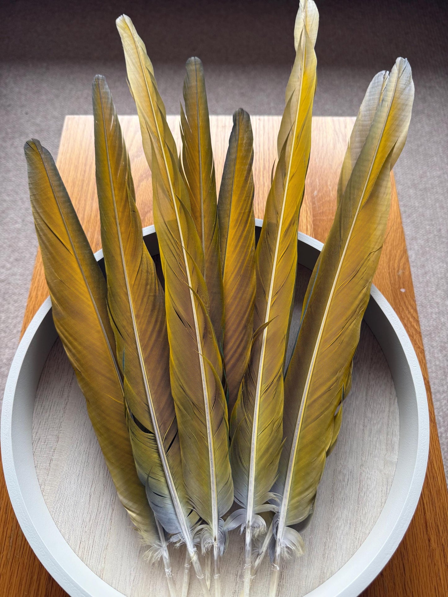 Catalina Macaw Tail Feathers
