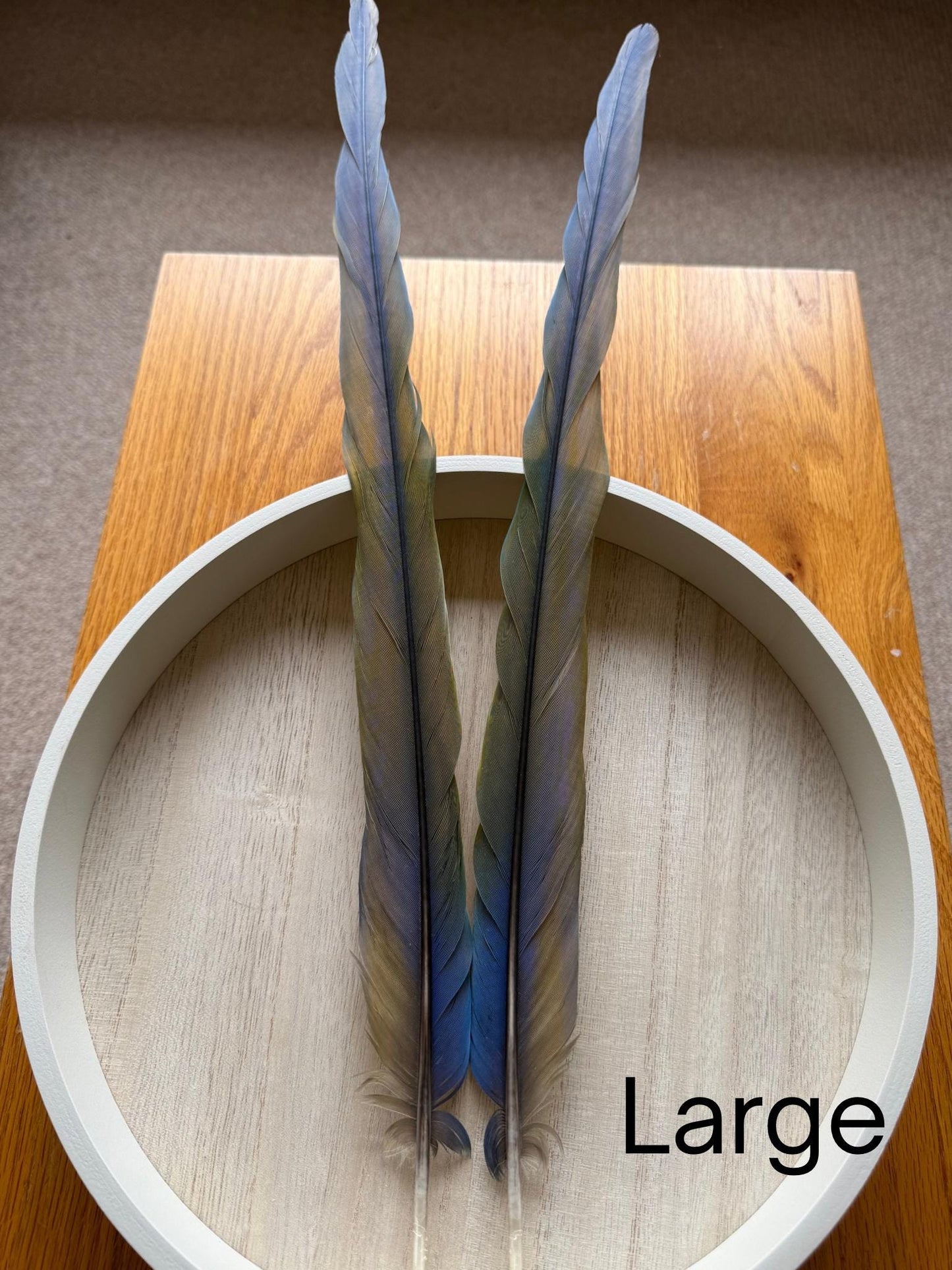 Catalina Macaw Tail Feathers