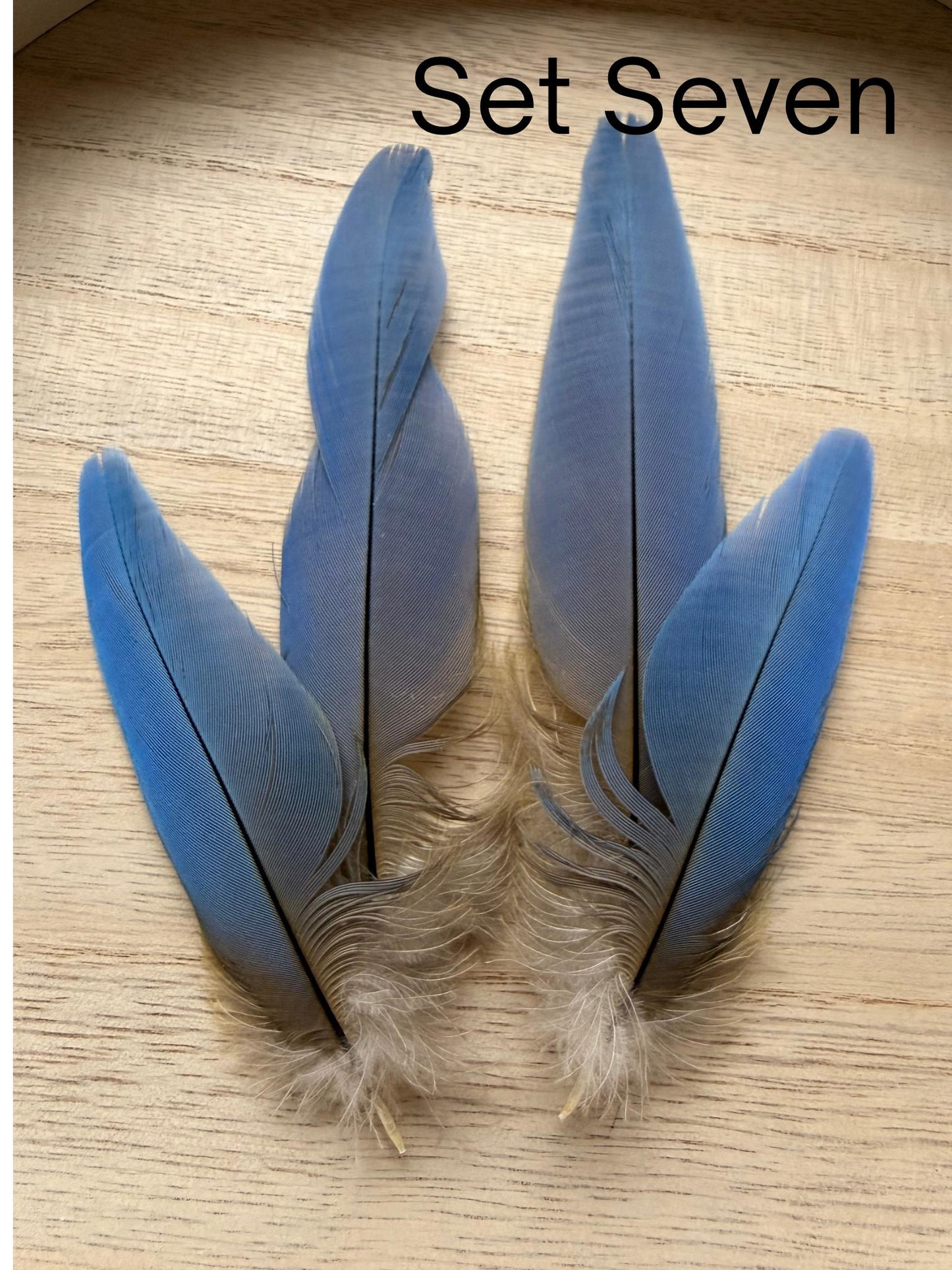 Set Of Four Macaw Feathers