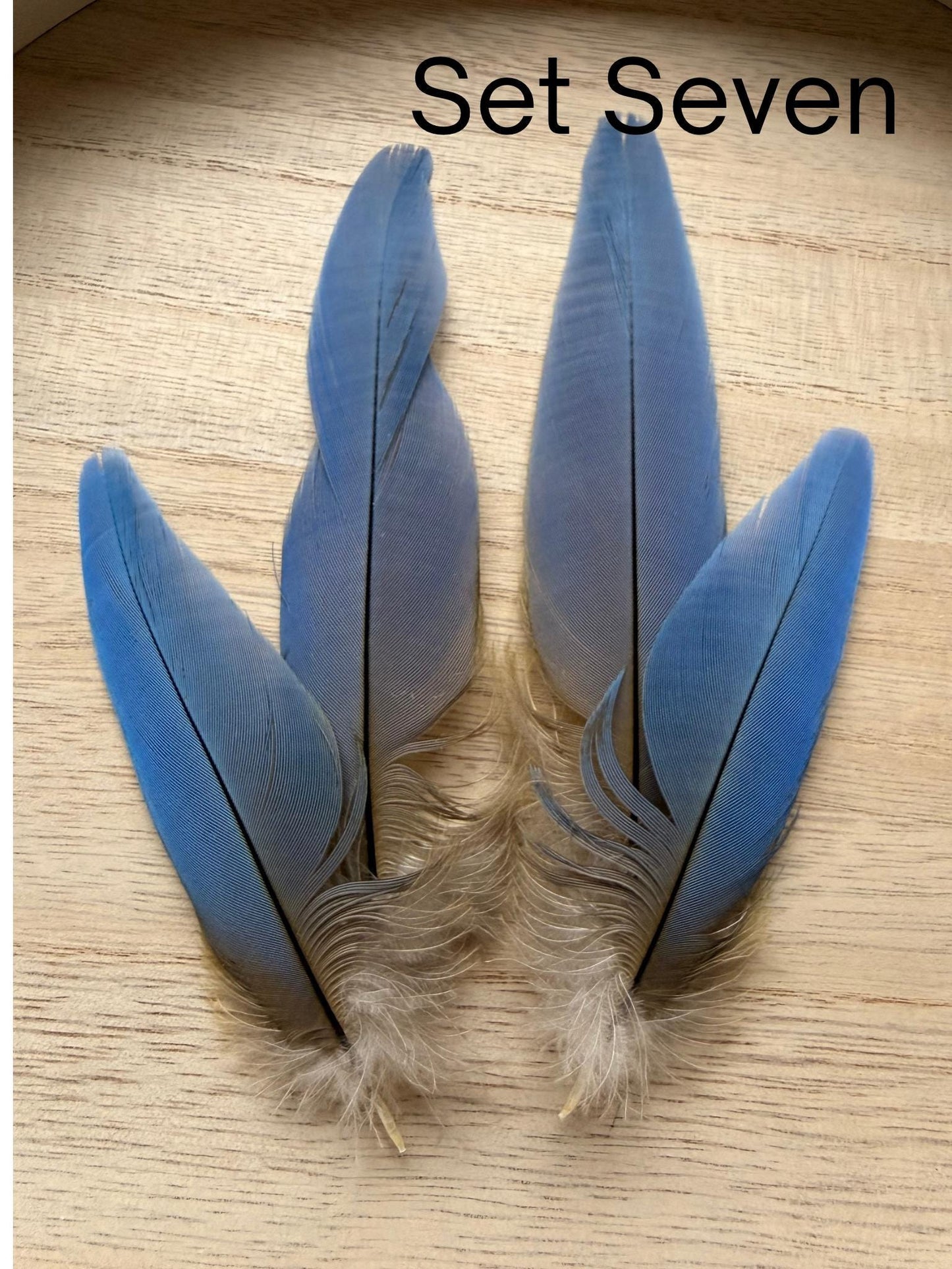 Set Of Four Macaw Feathers