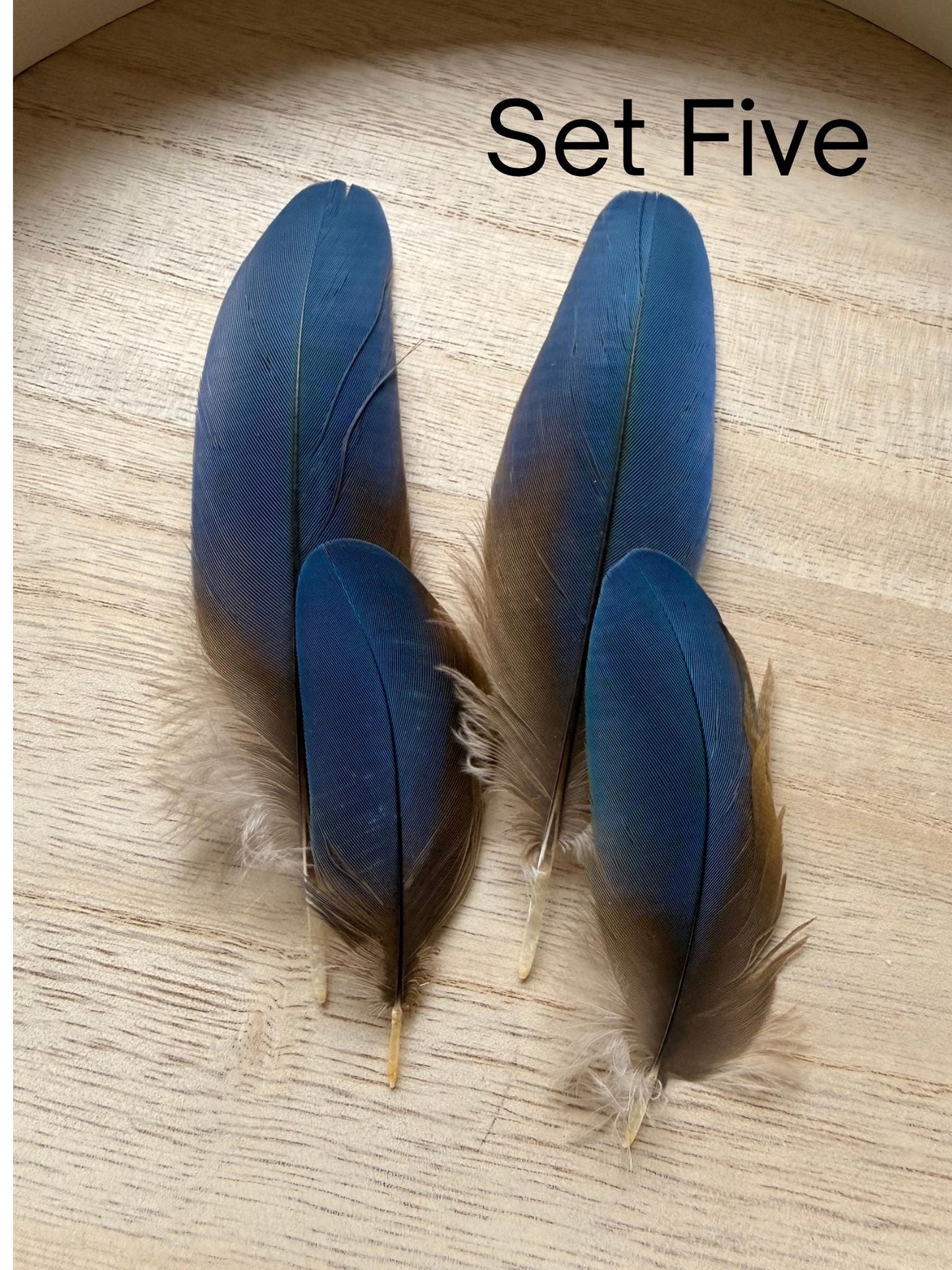 Set Of Four Macaw Feathers