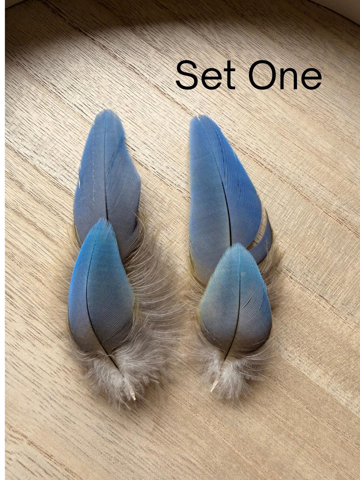 Set Of Four Macaw Feathers