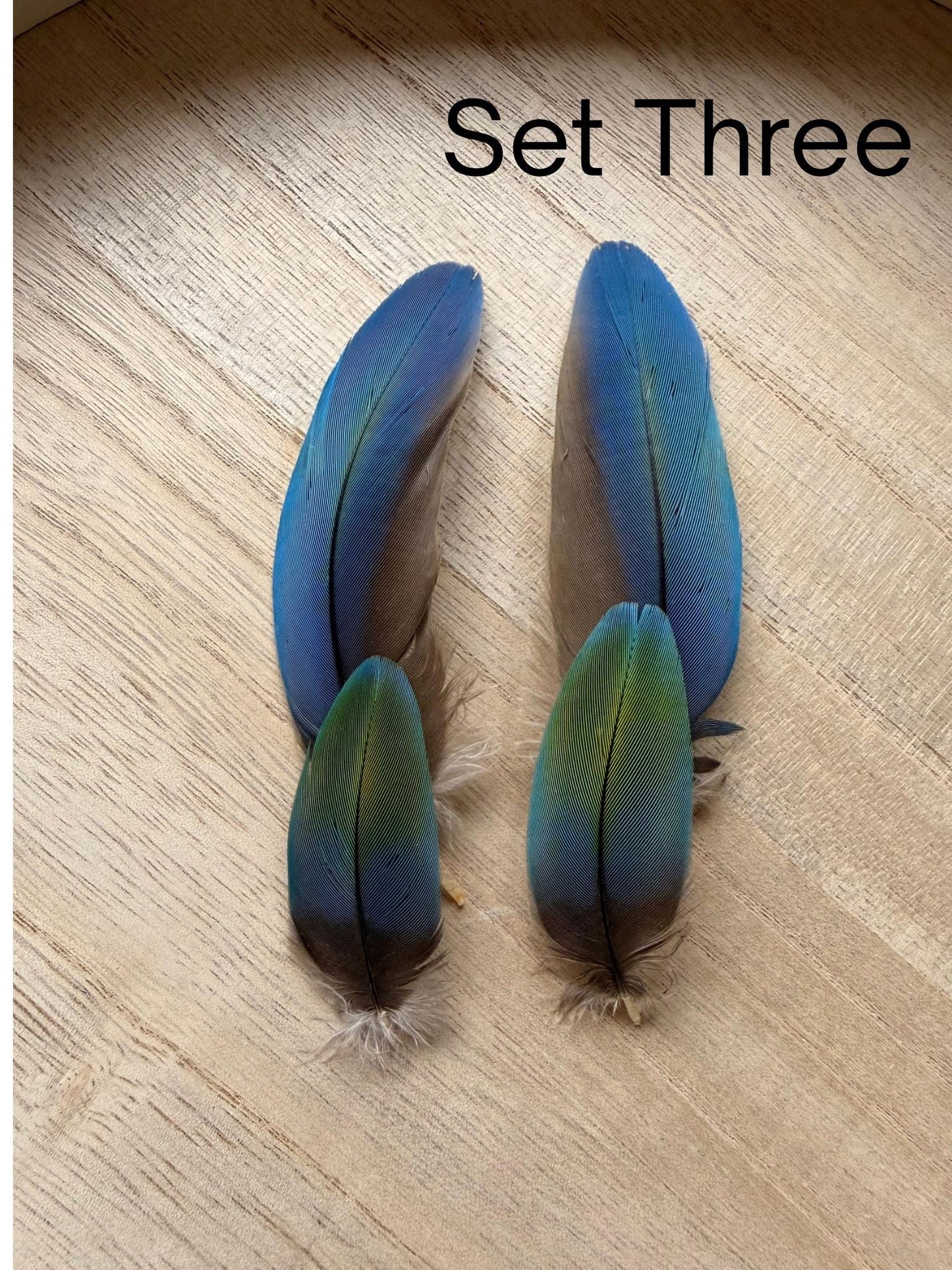 Set Of Four Macaw Feathers