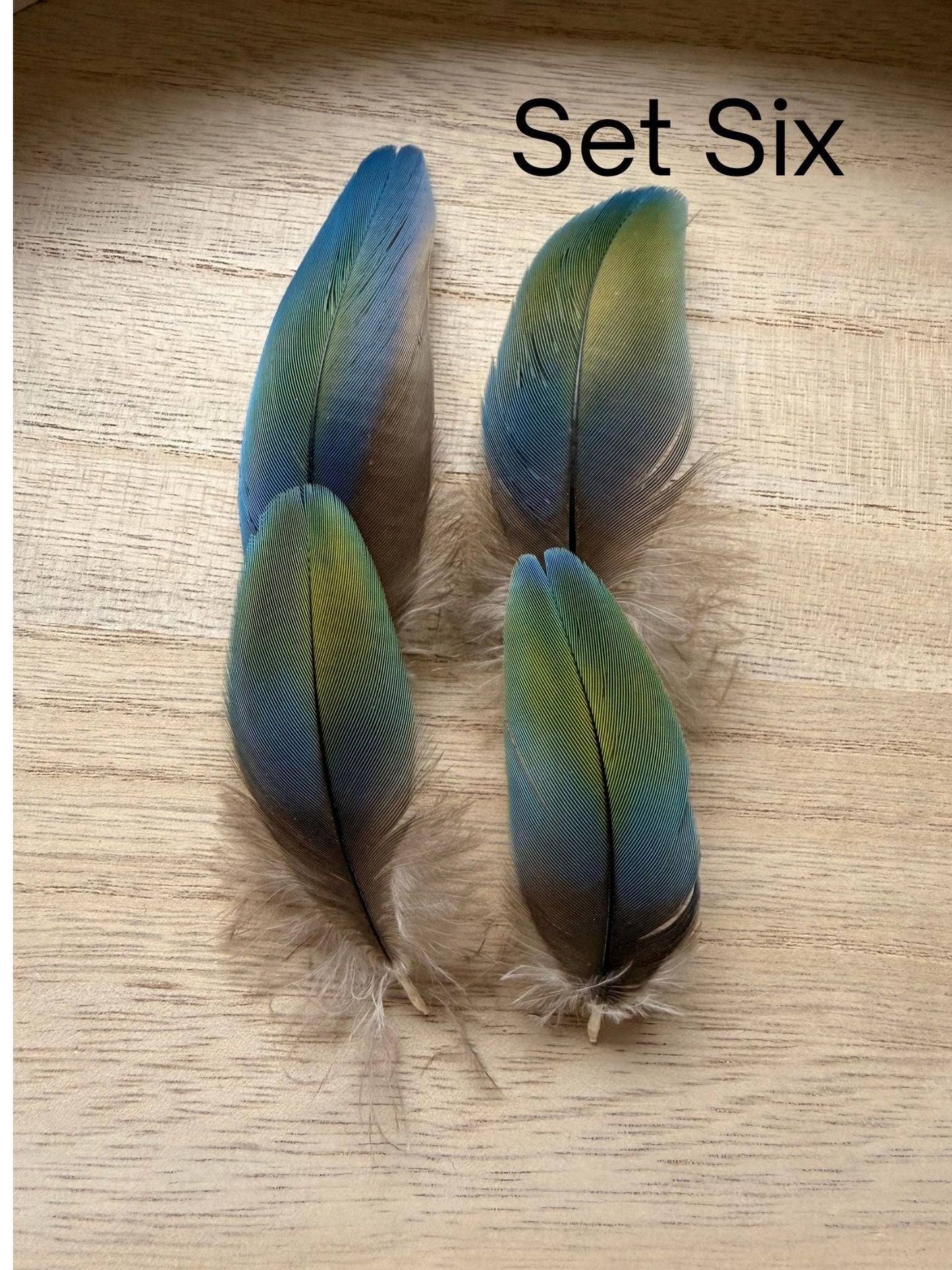 Set Of Four Macaw Feathers