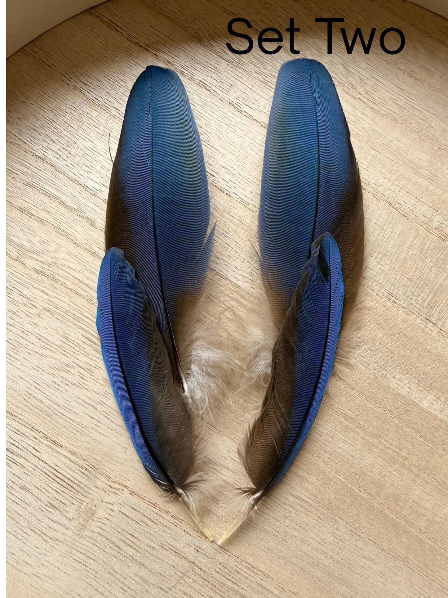 Set Of Four Macaw Feathers