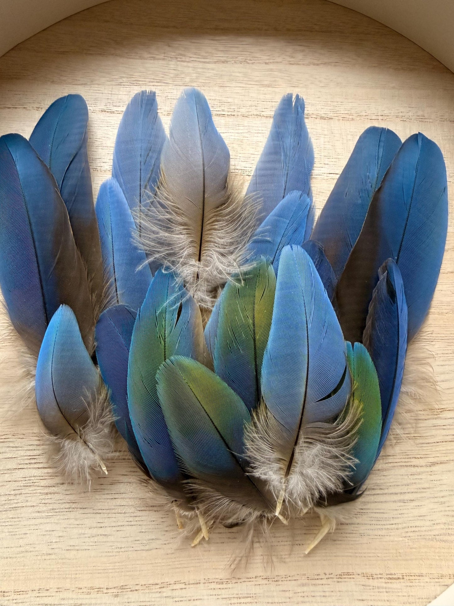 Set Of Four Macaw Feathers