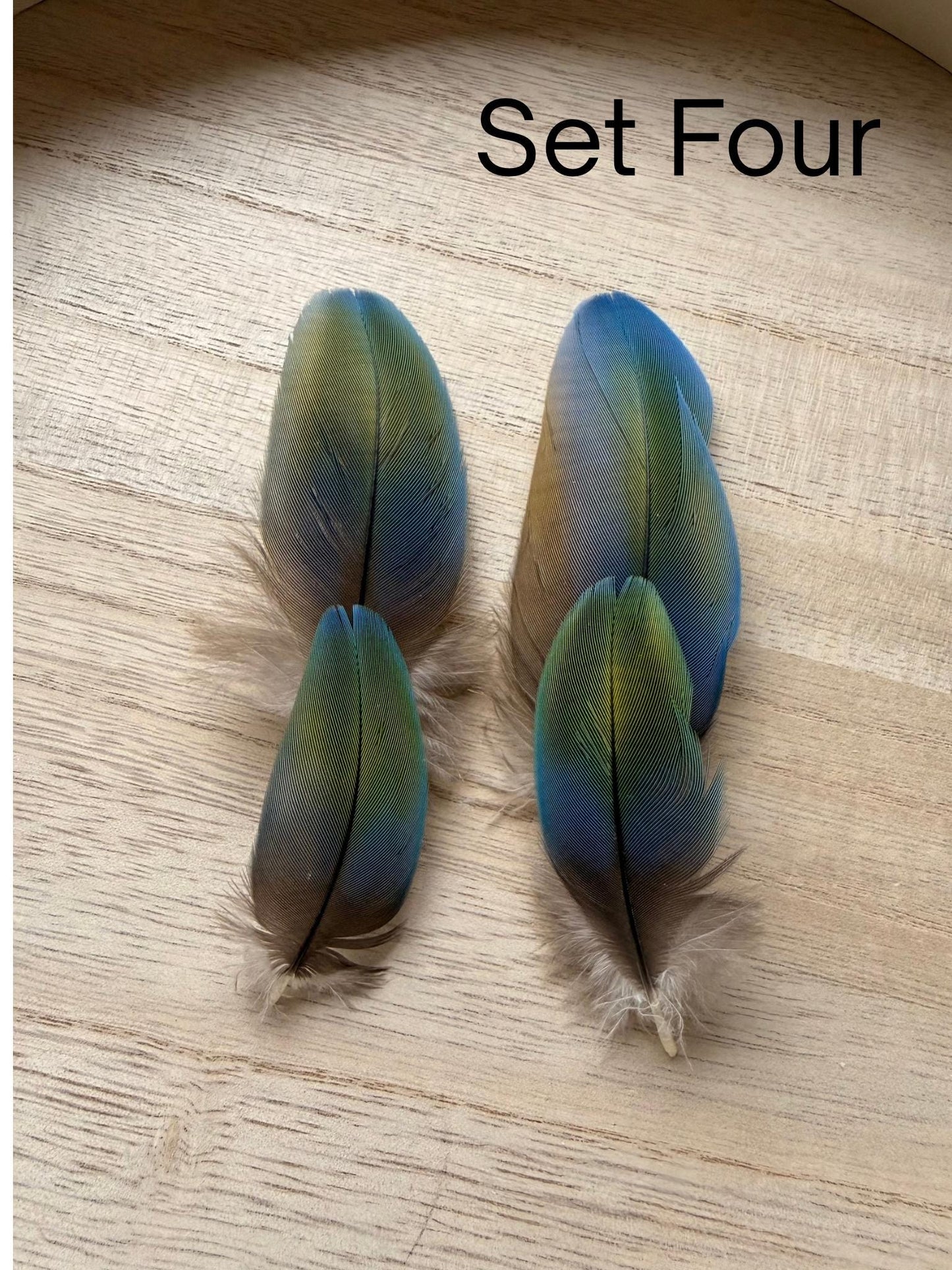 Set Of Four Macaw Feathers