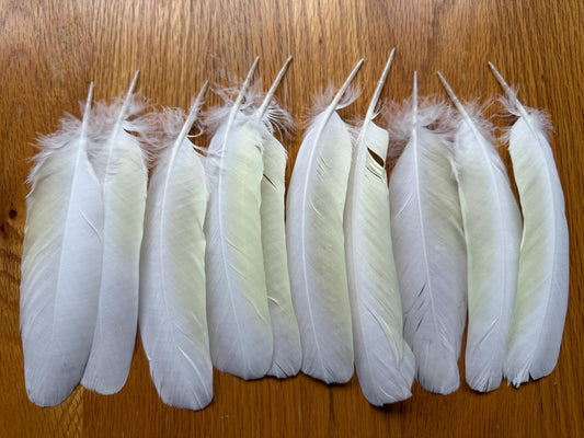 White Cockatoo Feathers