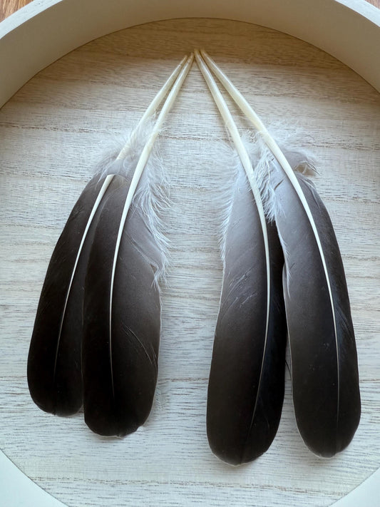 Naturally Sourced Goose Feathers