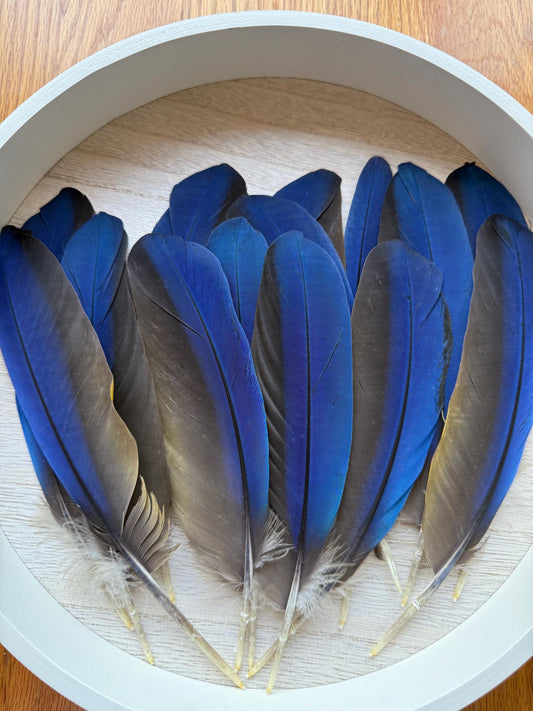 Naturally Sourced Macaw Feathers