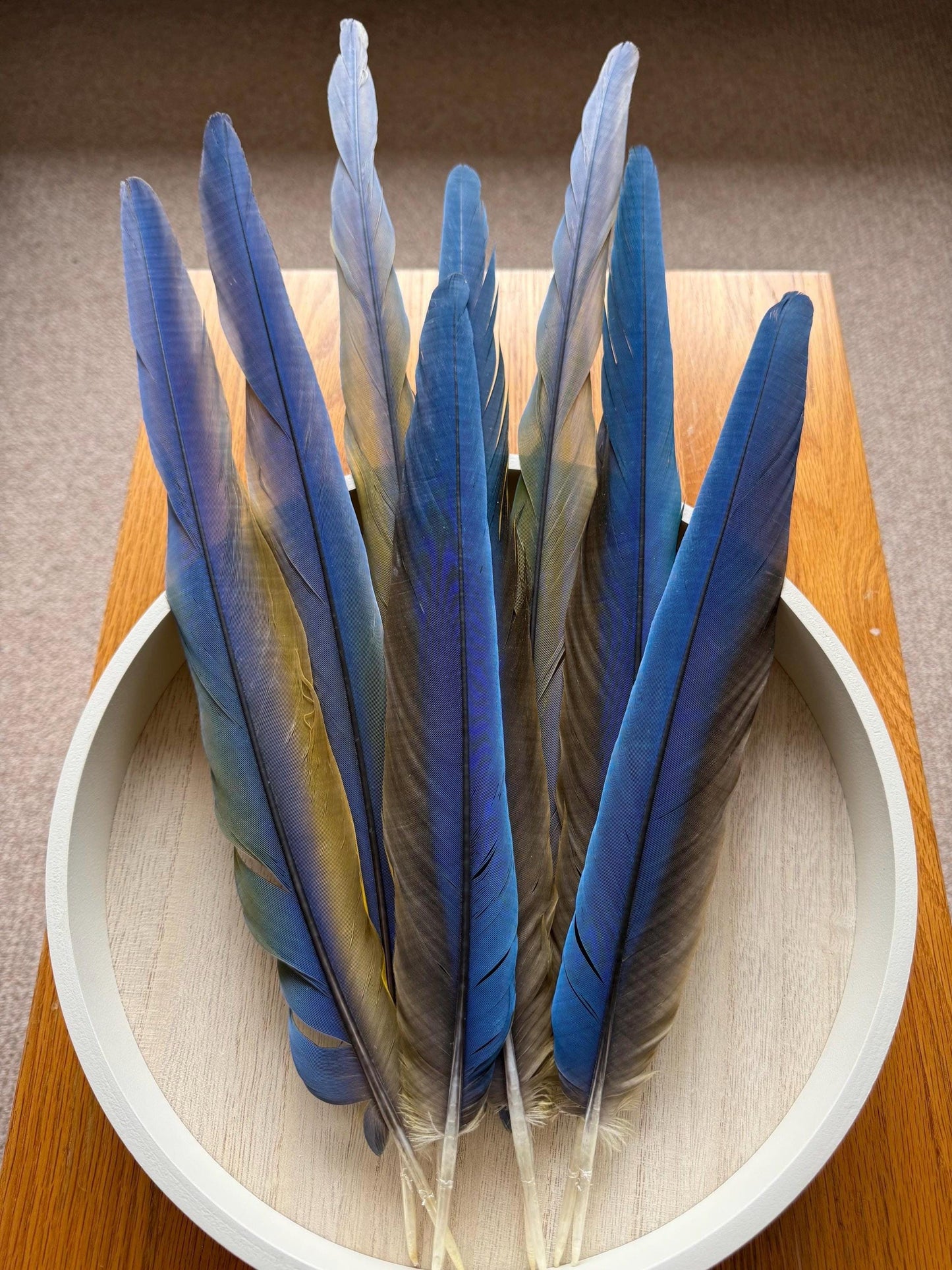 Catalina Macaw Tail Feathers