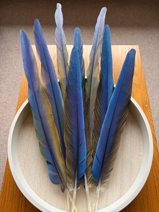 Catalina Macaw Tail Feathers, Natural Sourced, Parrot Feathers, Macaw Feathers, You choose your size, Blue Feather, Large Macaw, Macaw Tail