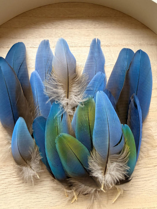 Set Of Four Macaw Feathers